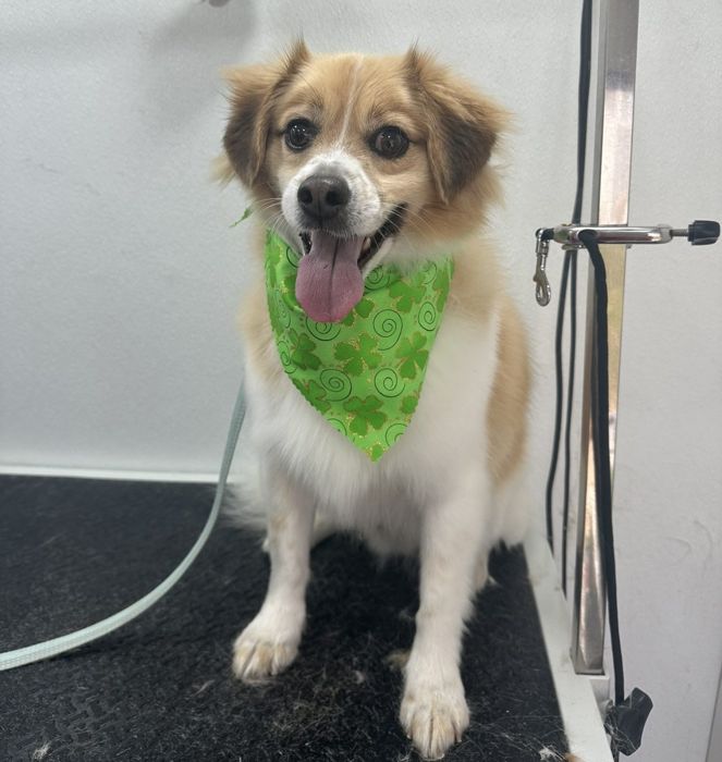 Pet groomed by Zoomin Groomin