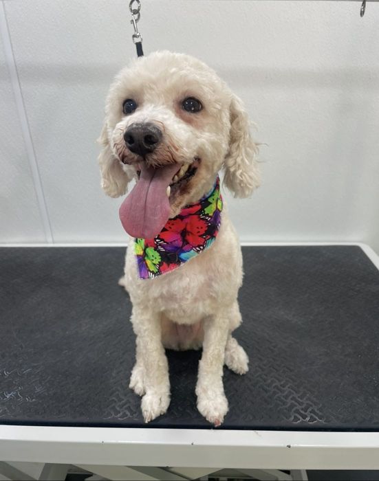 Pet groomed by Zoomin Groomin