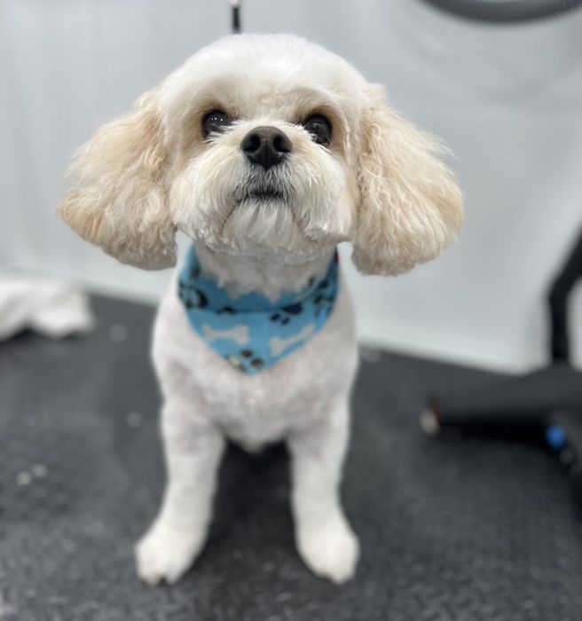 Pet groomed by Zoomin Groomin