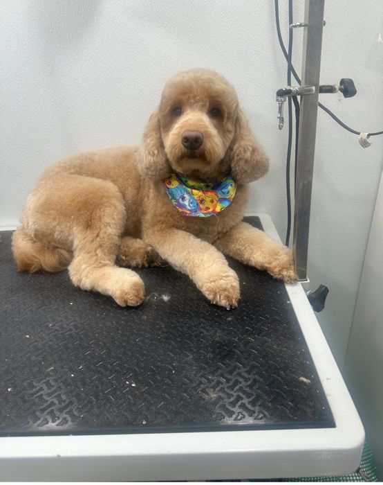 Pet groomed by Zoomin Groomin