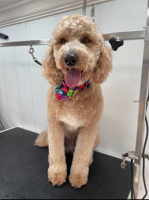 Pet groomed by Zoomin Groomin