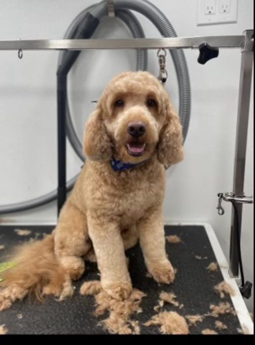 Pet groomed by Zoomin Groomin